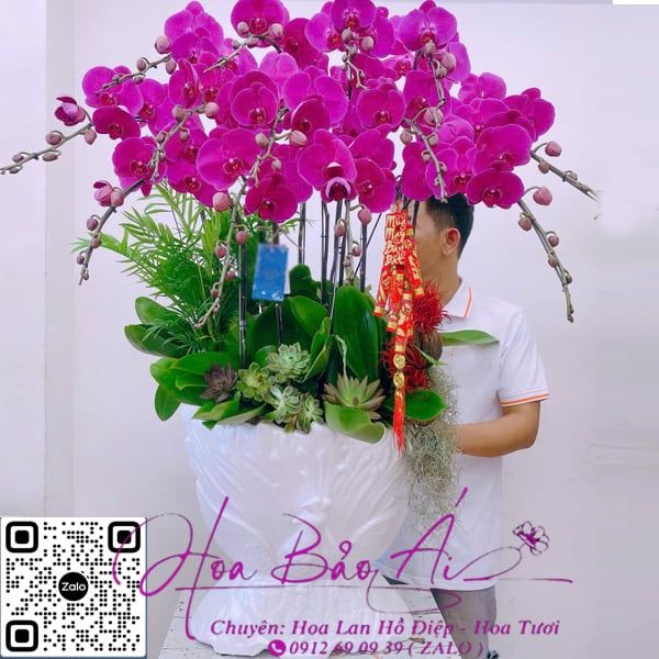 Chậu lan hồ điệp con công đỏ (Viên Mãng) LHD-738