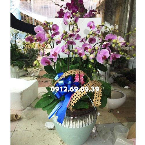 Chậu lan hồ điệp hồng phấn LHD-268