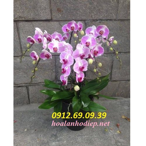 Chậu lan hồ điệp 5 cành tím sọc trắng LHD-114