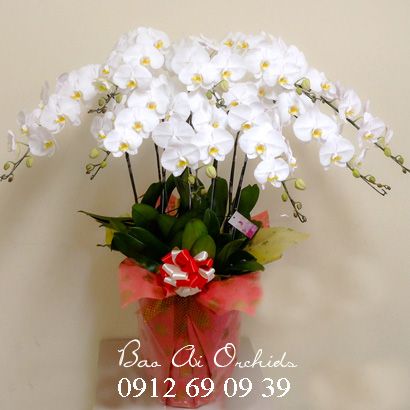 Chậu Lan Hồ Điệp Khai Trương Đẹp Nhất LHDT-38