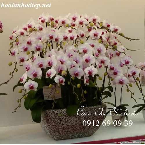 Chậu Lan Hồ Điệp Tặng Khai Trương LHDT-39