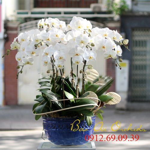  Lan Hồ Điệp Mừng Ngày 20-10 LHDT-21 