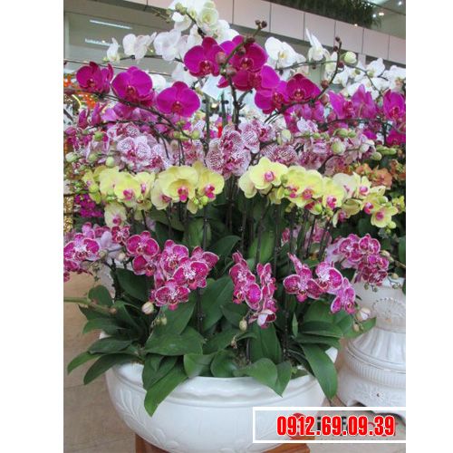 Chậu lan hồ điệp đa sắc LHD-125