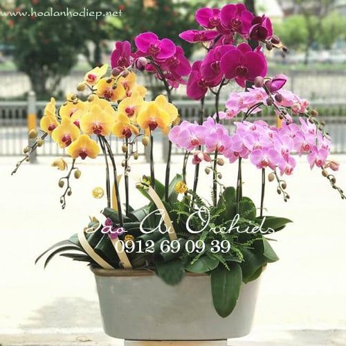 Chậu lan hồ điệp tặng sếp nhân ngày 20-10 LHD-277