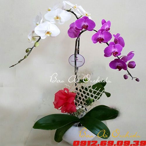 Chậu Lan Hồ Điệp Tặng Người Yêu LHDT-28