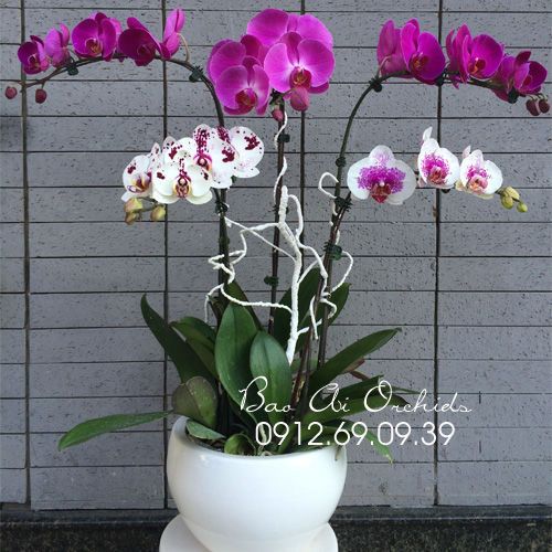 Chậu Lan Hồ Điệp Tặng Mẹ LHDT-25
