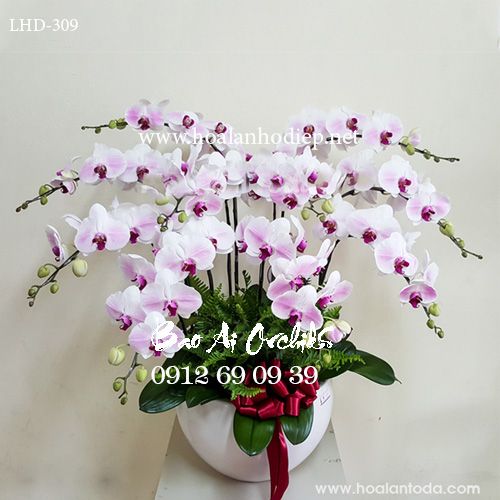 Chậu lan hồ điệp tặng sếp nữ ngày 20-10 LHD-309