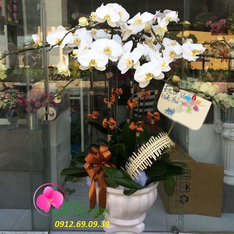 Châu hoa lan hồ điệp trắng LHD-108