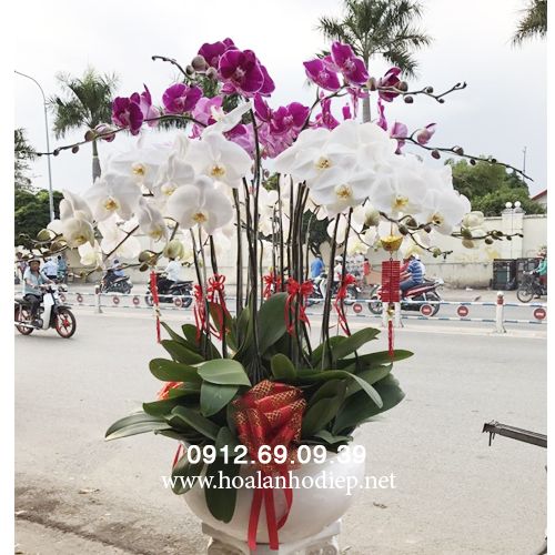 Chậu hoa lan hồ điệp trưng tết đẹp nhất LHD-219