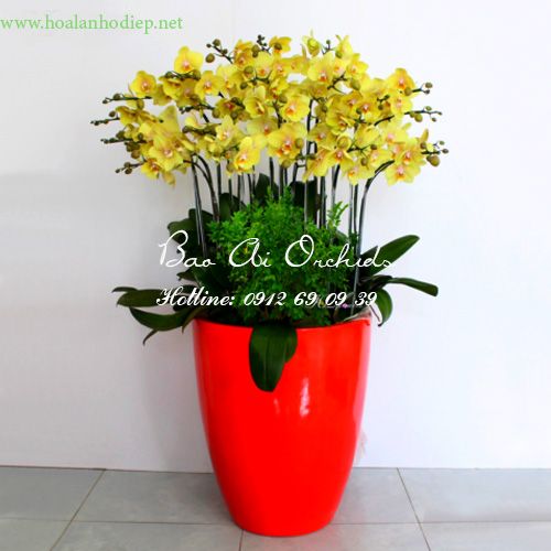 Chậu lan hồ điệp vàng tết 2019 LHD-294