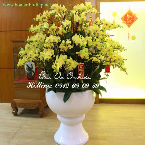 Chậu lan hồ điệp vàng tết 2019 LHD-295