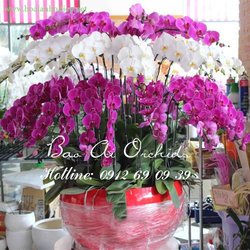 Chậu lan hồ điệp đẹp tết 2019 LHD-299