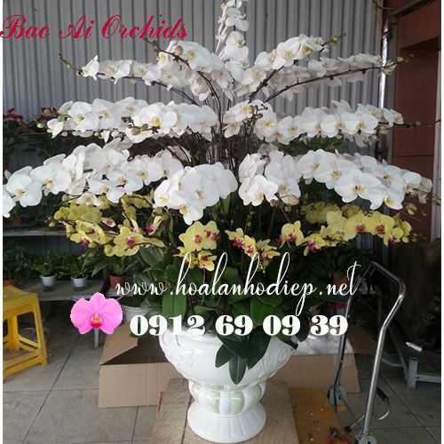 Bình Hoa Lan Hồ Điệp Biếu Tết Sang Trọng LHD-362