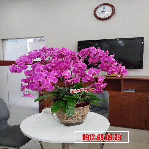 Chậu lan hồ điệp tím 15 cành LHD-131