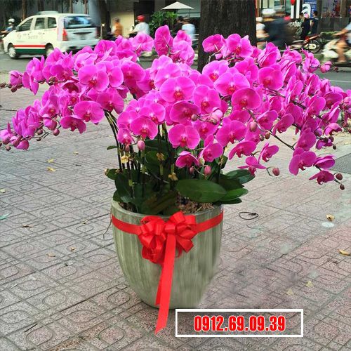 Chậu lan hồ điệp tím 30 cành LHD-130