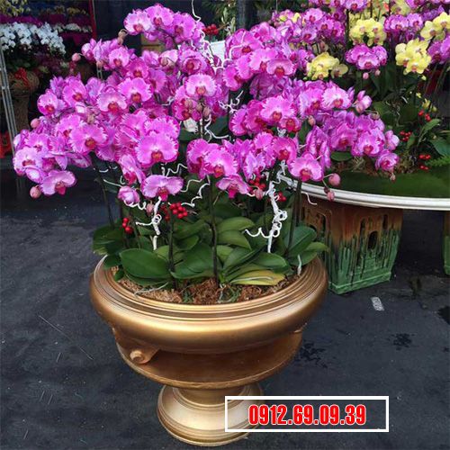 Chậu lan hồ điệp tím 50 cành sang trọng LHD-129