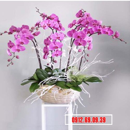 Chậu lan hồ điệp tím tặng sếp LHD-128