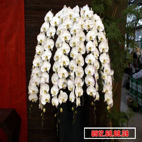 Chậu lan hồ điệp trắng đẹp nhất LHD-136
