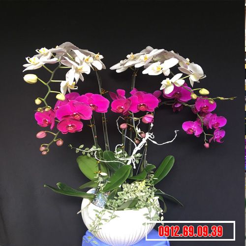 Chậu lan hồ điệp trắng tím LHD-132