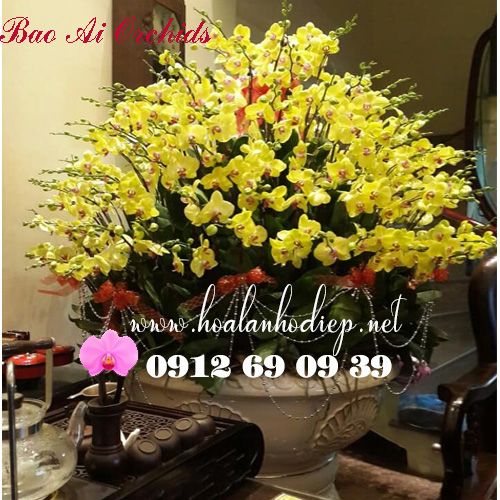 Chậu Lan Hồ Điệp 101 cành chơi tết VIP nhất LHD-363