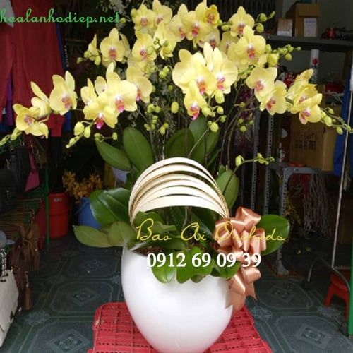 Chậu lan hồ điệp LHD-253