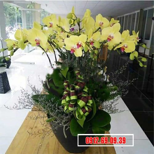 Chậu lan hồ điệp vàng biếu tết LHD-146