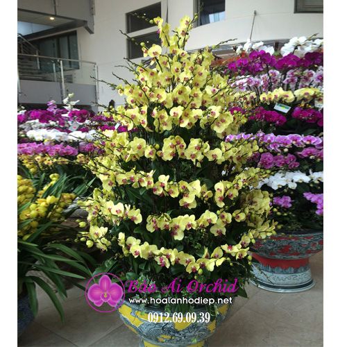 Chậu hoa lan hồ điệp vàng 9 tầng vàng tài lộc LHD-401