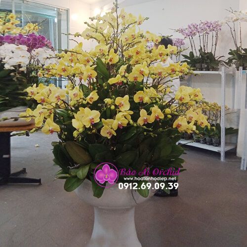 Chậu hoa lan vàng siêu VIP biếu tết LHD-590