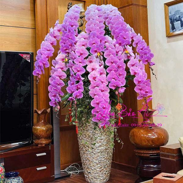 Chậu hoa lan hồ điệp VIP