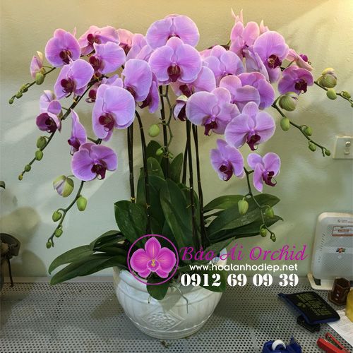 Chậu lan hồ điệp hồng tặng vợ LHD-502