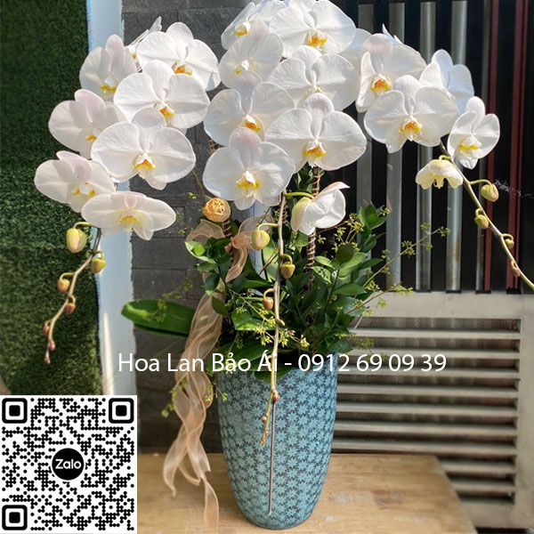 Chậu lan hồ điệp đẹp 3 cây LHD-692