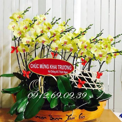 Thuyền hoa lan hồ điệp khai trương LHD-287