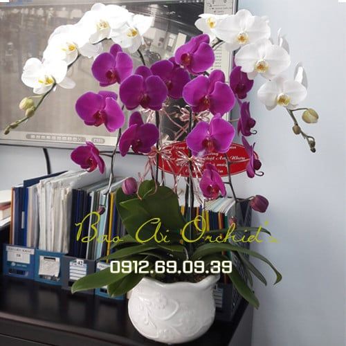 Chậu hoa lan hồ điệp trưng tết LHDT-46
