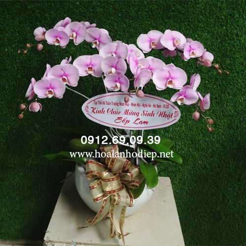 Chậu lan hồ điệp hồng phấn 5 cành LHDT-44