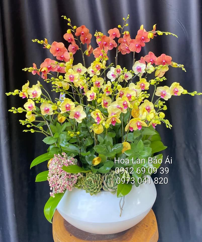 Hoa khai trương - chậu lan tặng khai trương đẹp lhd-712