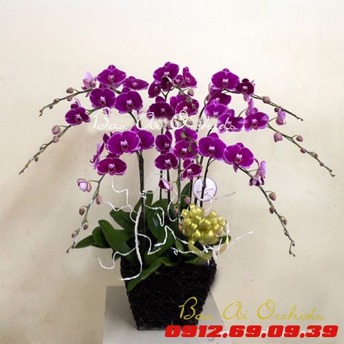 Chậu Lan Hồ Điệp Tặng Mẹ LHDT-26
