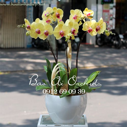 Chậu lan hồ điệp tặng người yêu nhân ngày 20-10 LHD-279