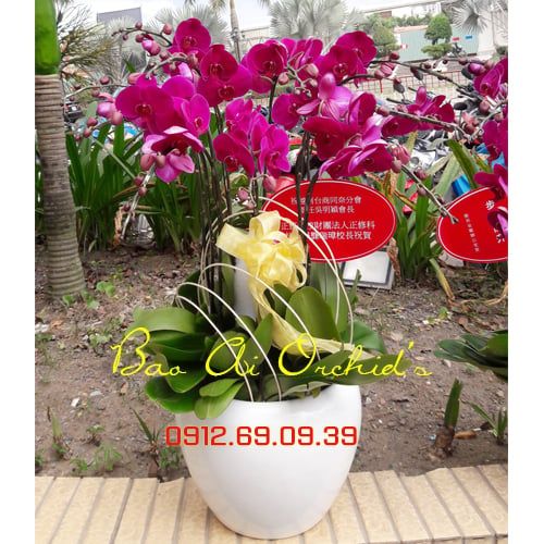 Chậu hoa lan hồ điệp tím chúc mừng LHDT-59