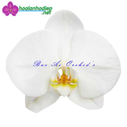 Lan hồ điệp màu trắng lưỡi vàng V3