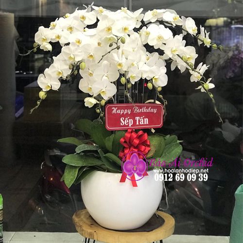 Hoa Lan Mừng Sinh Nhật LHD-613