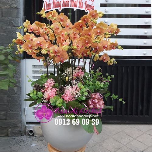 Chậu hoa lan hồ điệp vàng sọc siêu đẹp LHD-636
