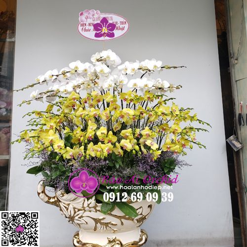 Thuyền hoa lan hồ điệp biếu tết LHD-633