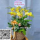  Chậu hoa lan vàng đẹp tại TPHCM -  LHD-706 