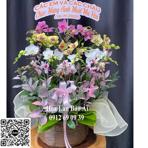 Hoa sinh nhật - Giỏ hoa lan mix màu tặng sinh nhật đẹp LHD-703