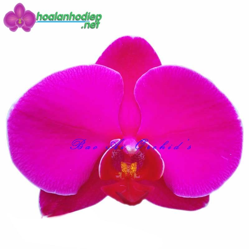 Lan hồ điệp màu tím đậm OX1478