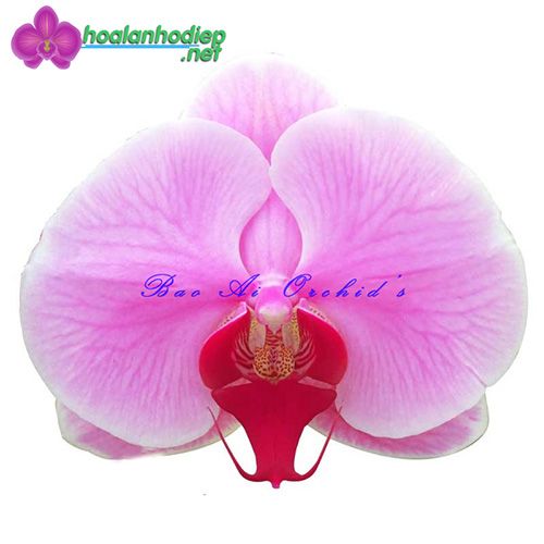 Lan hồ điệp màu hồng phấn OX1372