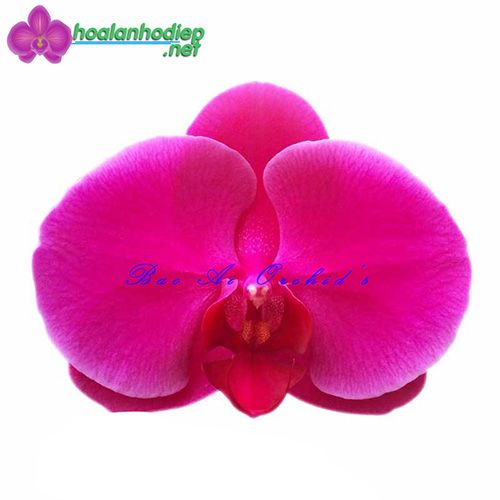 Lan hồ điệp màu tím đậm DS2