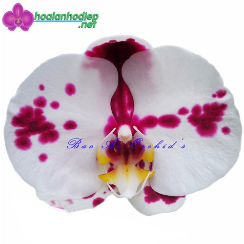 Lan hồ điệp trắng bò sữa HC93