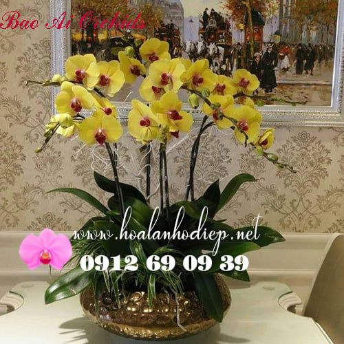 Chậu Lan Hồ Điệp Vàng Biếu Tết Sang Trọng LHD-355