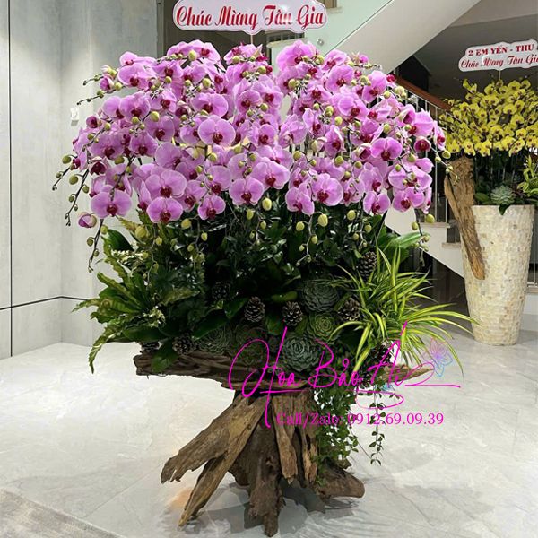 Lũa hoa lan hồ điệp hồng tím đẹp 2025 LHD-813
